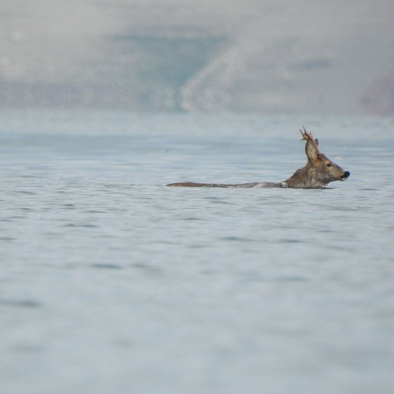 Fauna Cles Foto Luigi Marchesi 7