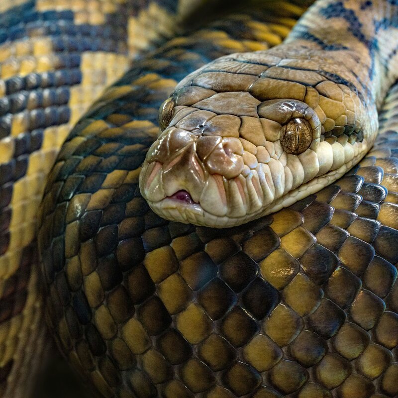 SERATA INFORMATIVA SUL MORSO DI VIPERA E DI ZECCA